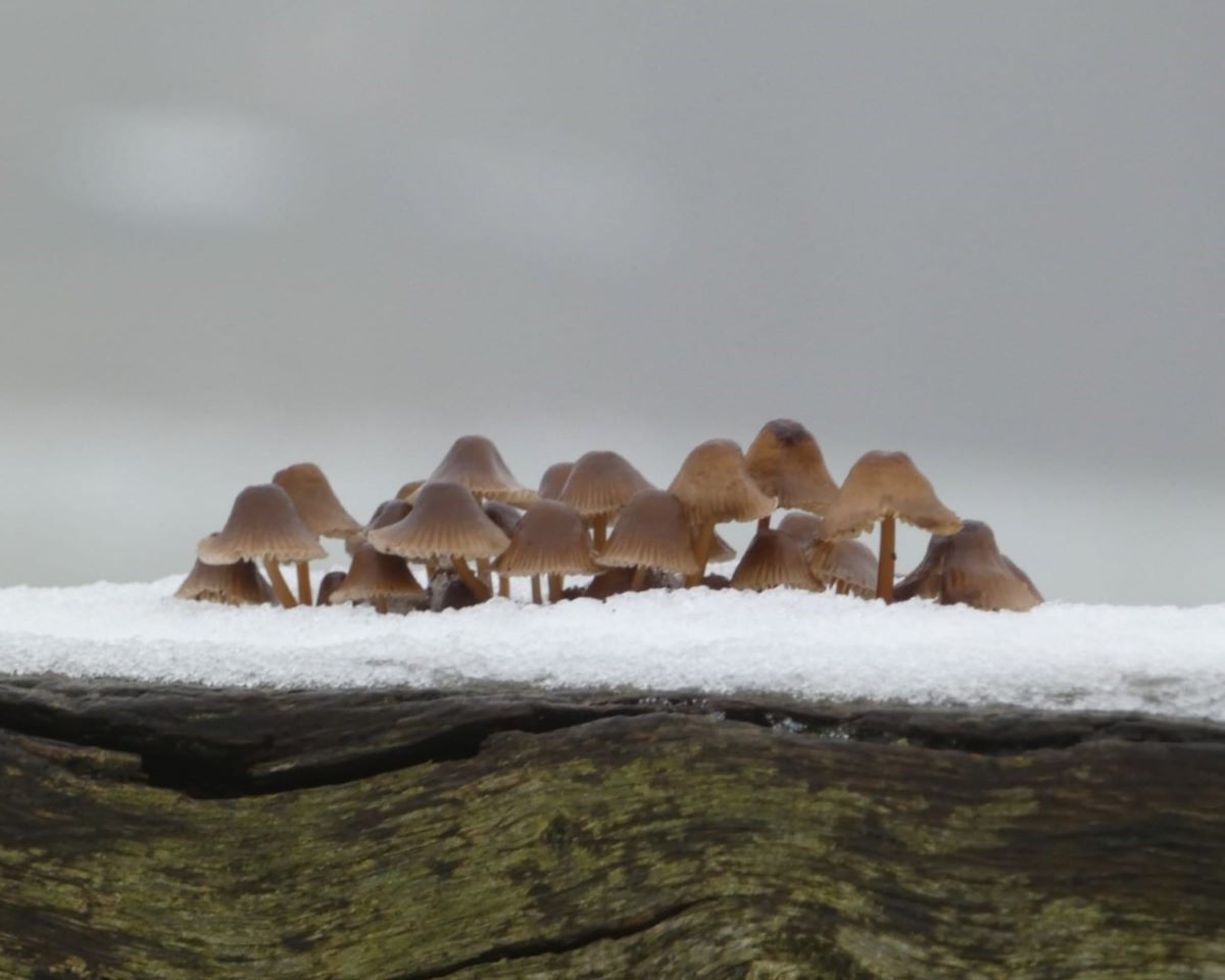 Erin Williams huddling mushrooms